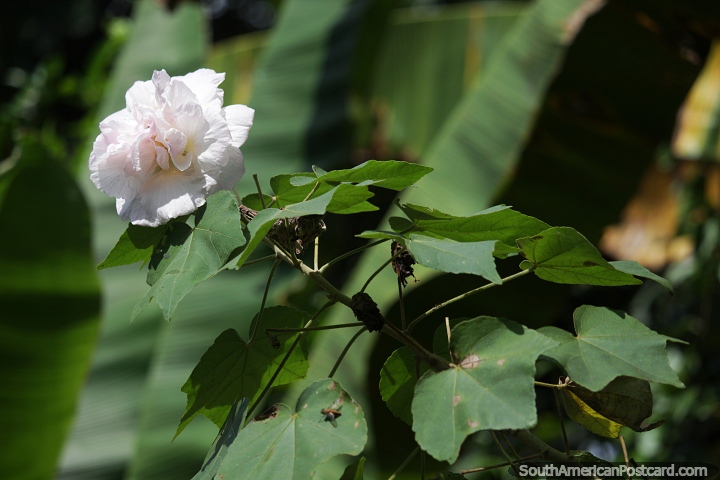 Confederate rose in the Amazon rainforest. (720x480px). Colombia, South America.