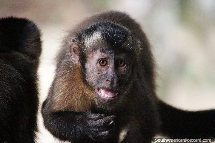 Macaco marrom pequeno encontrado na selva amaznica. (720x480px). Colmbia, Amrica do Sul.