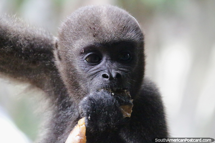 O macaco lanoso é coberto de pêlo lanoso e vive na floresta amazônica. (720x480px). Colômbia, América do Sul.