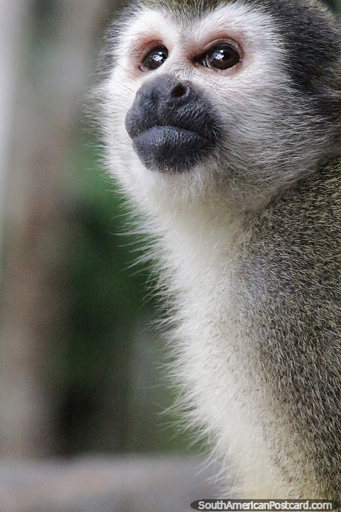 Macacos-esquilo vivem em grandes grupos na floresta amazônica. (480x720px). Colômbia, América do Sul.