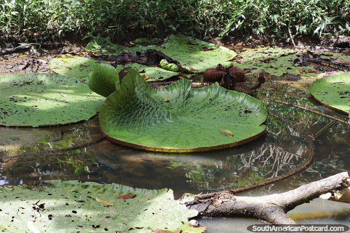 Lirios de agua gigantes (Victoria Amazonica) encontrados en el Amazonas. (720x480px). Colombia, Sudamerica.