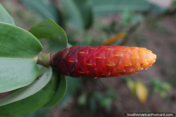 Planta comn que se encuentra en el Amazonas con el color del fuego. (720x480px). Colombia, Sudamerica.