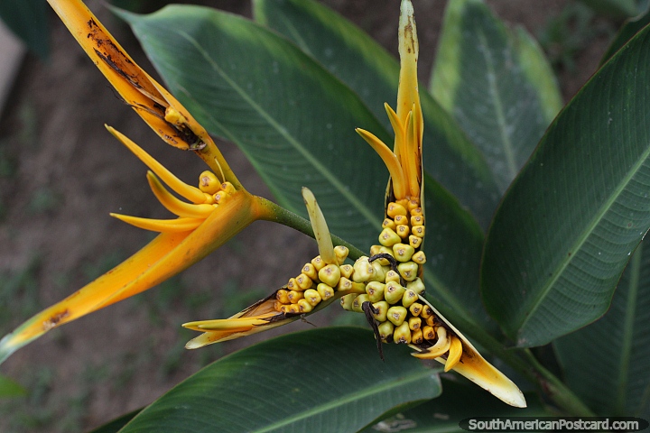 Planta amarilla con semillas contenidas en su interior en el Amazonas. (720x480px). Colombia, Sudamerica.