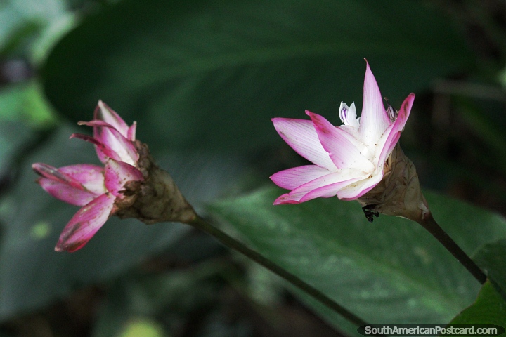 Nelumbo nucifera, planta rosa e branca da Amazônia. (720x480px). Colômbia, América do Sul.