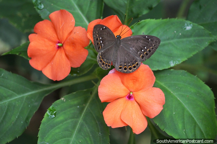 Brown butterfly on orange flowers in the Amazon. (720x480px). Colombia, South America.
