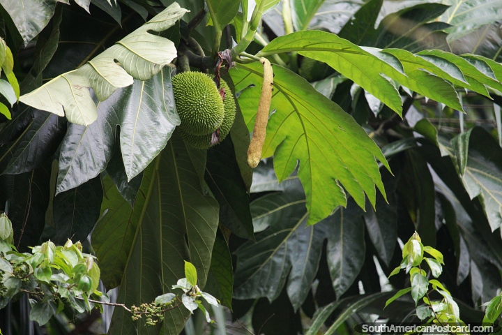 Grandes melones verdes puntiagudos crecen bajo hojas grandes en el Amazonas. (720x480px). Colombia, Sudamerica.