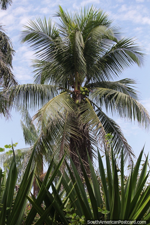 Coqueiro com linho espalhado na frente na Amazônia. (480x720px). Colômbia, América do Sul.
