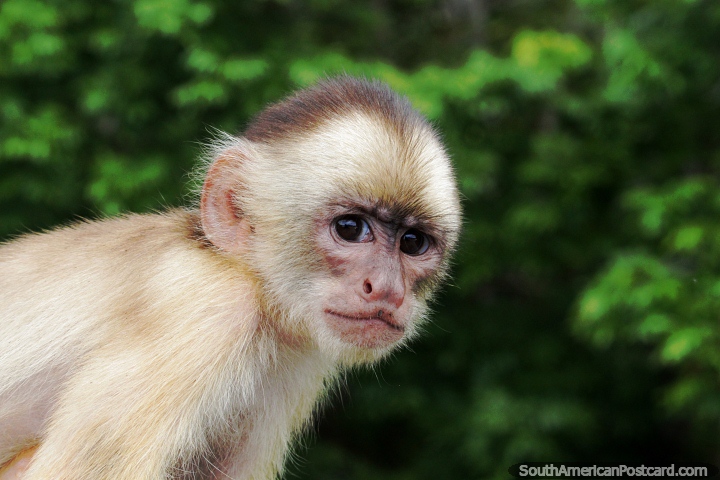 Macaco comum visto em grupos na Amazônia. (720x480px). Colômbia, América do Sul.