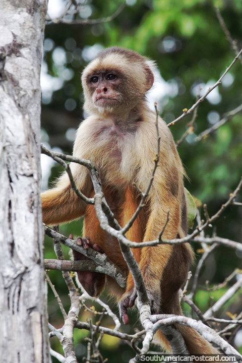 Macaco no alto de uma árvore na Amazônia. (480x720px). Colômbia, América do Sul.