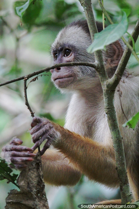 Macaco desfrutando de seu habitat natural na Amazônia. (480x720px). Colômbia, América do Sul.