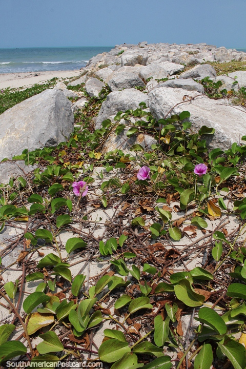 Flowers grow on a spur of rocks on the beachfront in Riohacha. (480x720px). Colombia, South America.