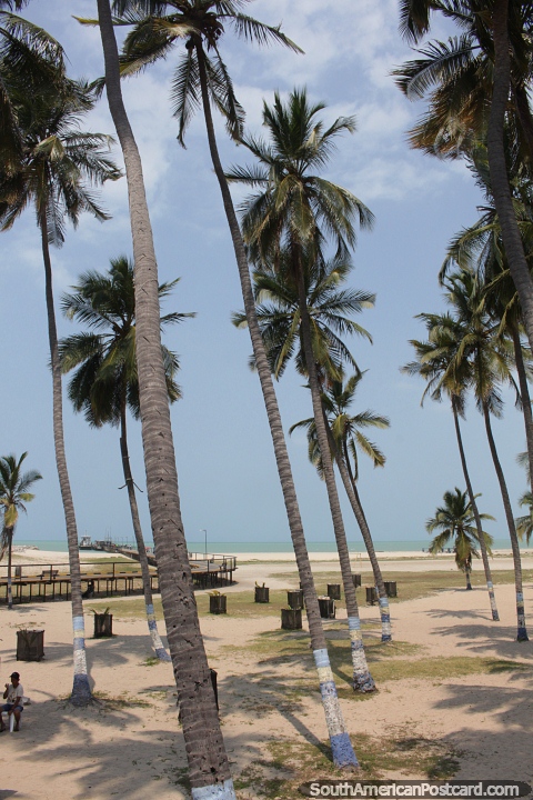 Grown palm trees and newly planted palms on the beachfront in Riohacha. (480x720px). Colombia, South America.