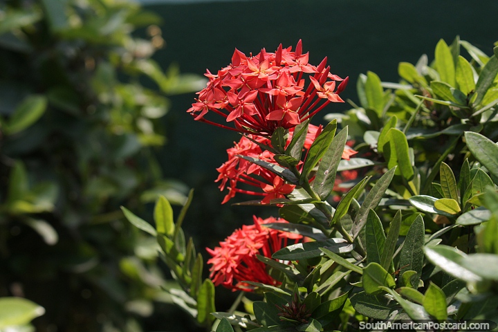 Ixora china, un cultivo de flores rojo en Riohacha. (720x480px). Colombia, Sudamerica.