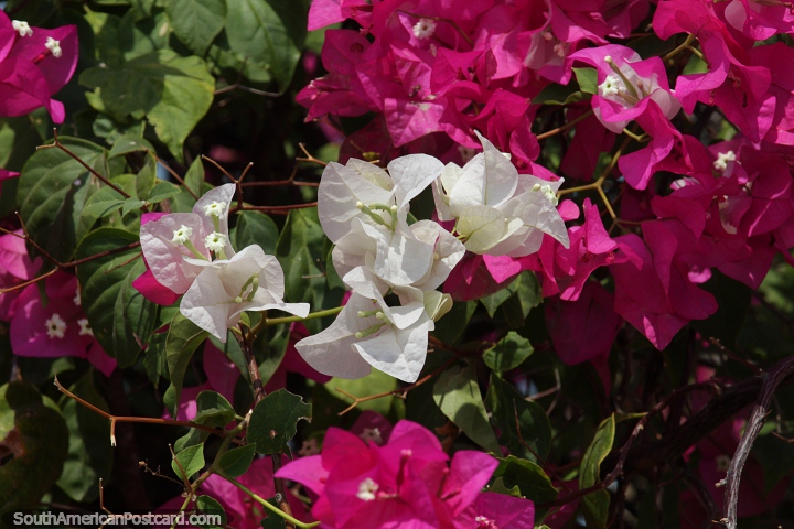 Buganvlias brancas e rosa, uma trepadeira ornamental espinhosa que cresce em Riohacha. (720x480px). Colmbia, Amrica do Sul.