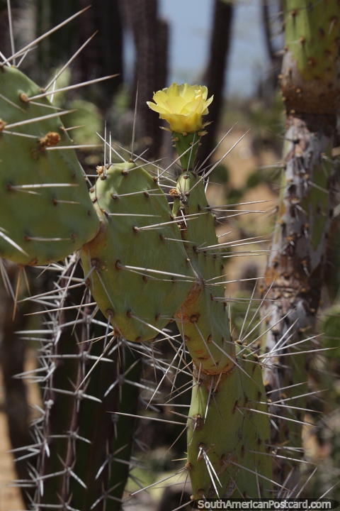 Cactus con una flor amarilla que crece en el desierto de la Guajira alrededor del Cabo de la Vela. (480x720px). Colombia, Sudamerica.