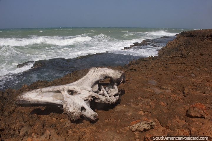 Litoral nu com rocha slida e crocante voltada para o mar agitado em Kama'aichi, Cabo de la Vela. (720x480px). Colmbia, Amrica do Sul.