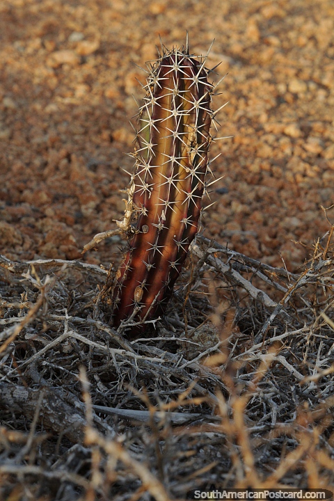 Pequeos cactus que crecen en el duro terreno rocoso y seco del Cabo de la Vela. (480x720px). Colombia, Sudamerica.