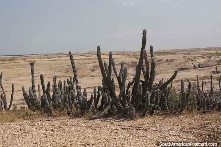 Cacto e deserto na Baa de Portete, Guajira. (720x480px). Colmbia, Amrica do Sul.