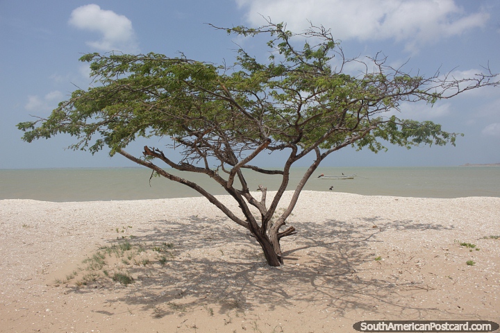 Praia e rvore em Honda Bay, Guajira. (720x480px). Colmbia, Amrica do Sul.