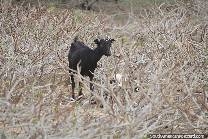 Uma cabra vagueia pelas terras ao redor de Punta Gallinas, uma das milhares de Guajira. (720x480px). Colmbia, Amrica do Sul.