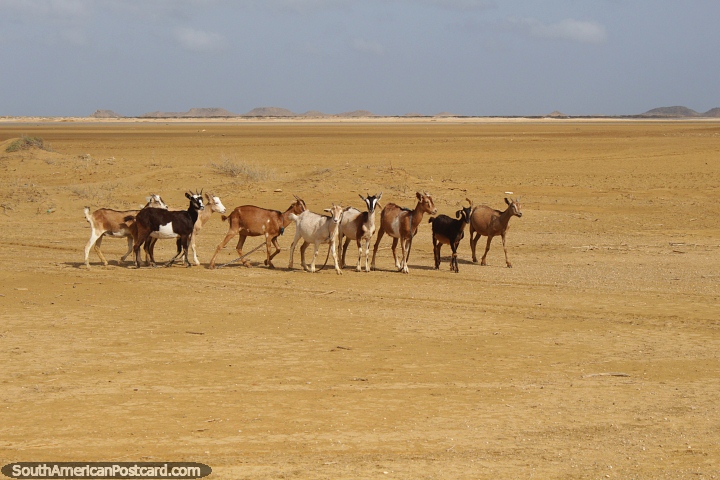 Cabras percorrem o Deserto da Guajira, onde fazem parte do cardpio de moradores e visitantes. (720x480px). Colmbia, Amrica do Sul.