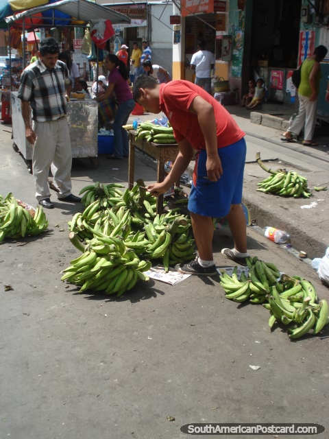 As bananas frescas colhem-se das plantaes em Machala. (480x640px). Equador, Amrica do Sul.