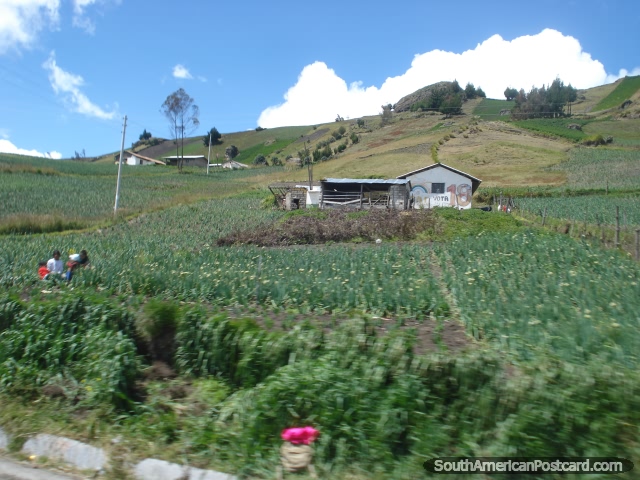 Casas y cosechas en las colinas en el lazo de Quilotoa. (640x480px). Ecuador, Sudamerica.