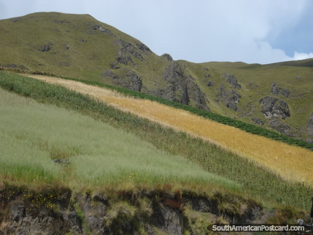 Campos coloreados de cosechas en las tierras altas cerca de Zumbahua. (640x480px). Ecuador, Sudamerica.