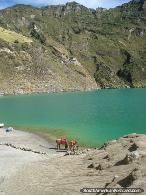 2 cavalos bebem de Lagoa Quilotoa antes da viagem. (480x640px). Equador, América do Sul.