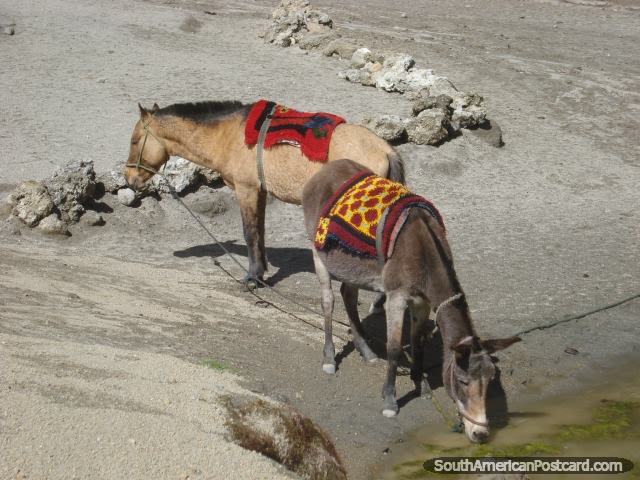 Alugue um cavalo para tom-lo ao topo de Lagoa Quilotoa de $USD5 usd. (640x480px). Equador, Amrica do Sul.