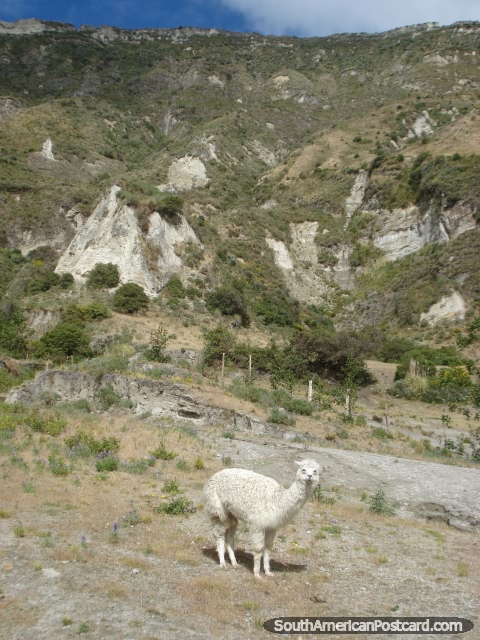 The llama of Quilotoa Laguna. (480x640px). Ecuador, South America.