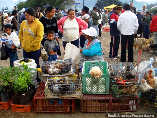 Animais e animais de venda no mercado dos animais de Otavalo. (640x480px). Equador, Amrica do Sul.