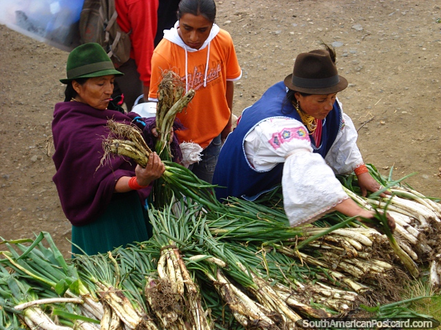 Las cebollas de la primavera nuevamente escogidas en mercados de Otavalo. (640x480px). Ecuador, Sudamerica.