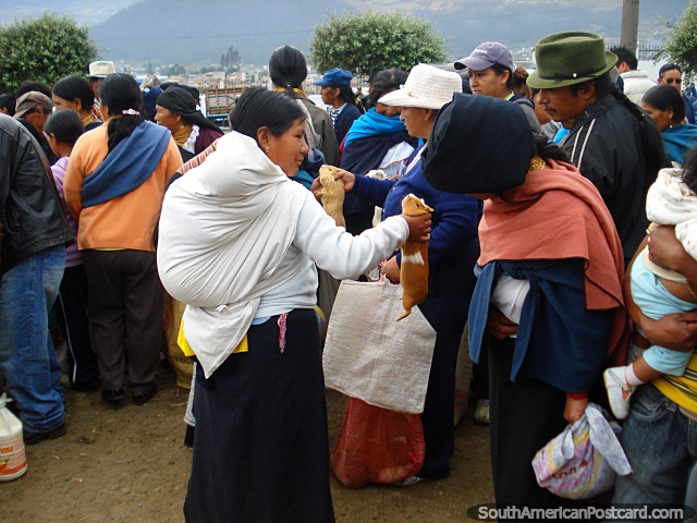 Los cobayos son el otro animal principal en los mercados de Otavalo. (640x480px). Ecuador, Sudamerica.