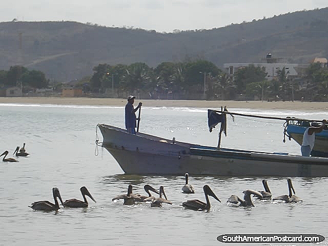 Pelicanos pelos barcos de pesca em Porto Lopez. (640x480px). Equador, América do Sul.