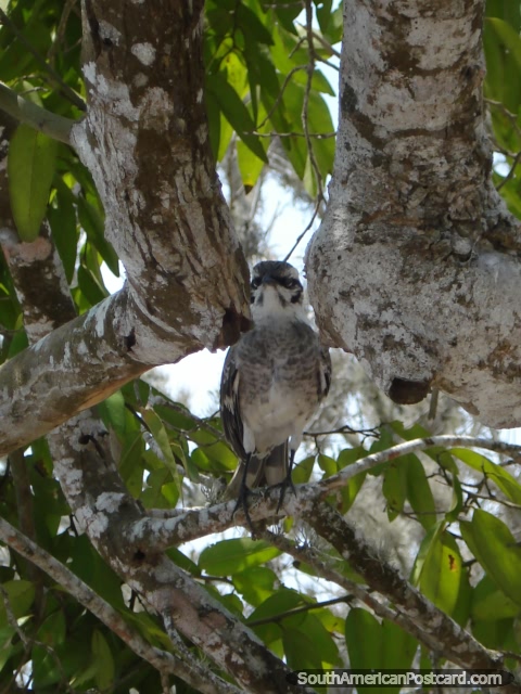 Um pássaro visto em Ilha de La Plata. (480x640px). Equador, América do Sul.