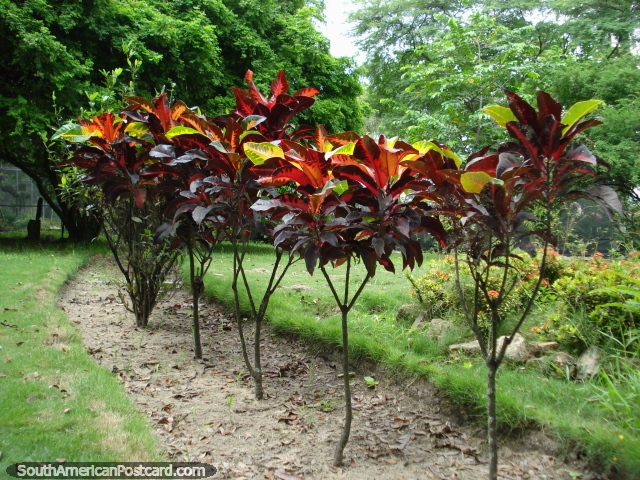 Hojas rojo oscuro de plantas en los Jardines Botánicos en Portoviejo. (640x480px). Ecuador, Sudamerica.