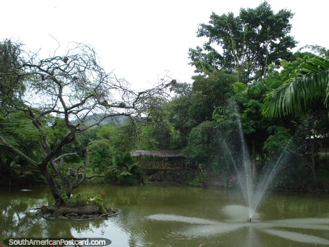 The pond area at Jardin Botanico in Portoviejo. (640x480px). Ecuador, South America.
