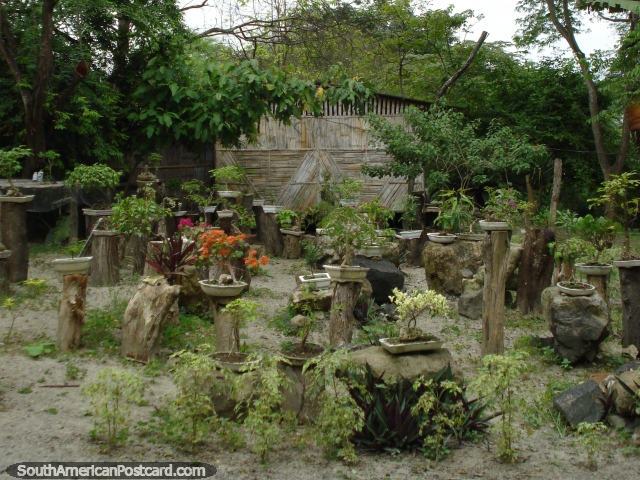 Nursery for young plants at the Botanical Gardens in Portoviejo. (640x480px). Ecuador, South America.