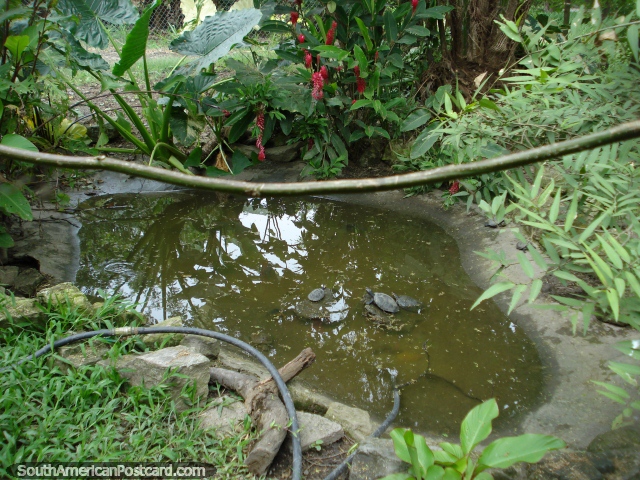 O tanque de tartaruga martima nos Jardins botnicos em Portoviejo. (640x480px). Equador, Amrica do Sul.