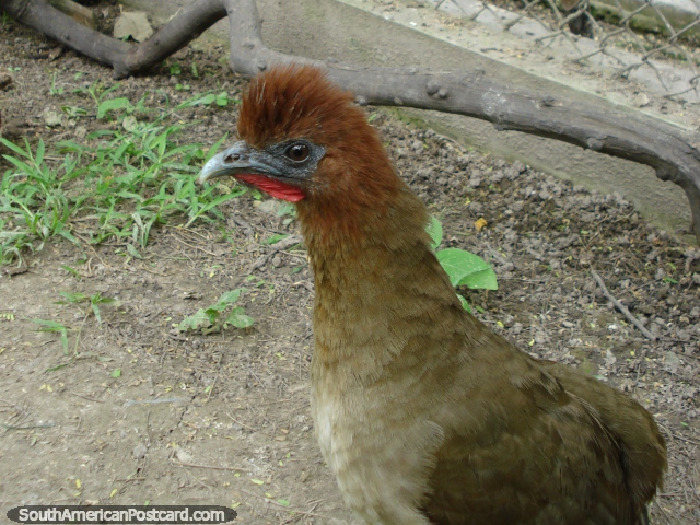Crazy bird with a mohawk hairstyle at the Botanical Gardens in Portoviejo. (640x480px). Ecuador, South America.