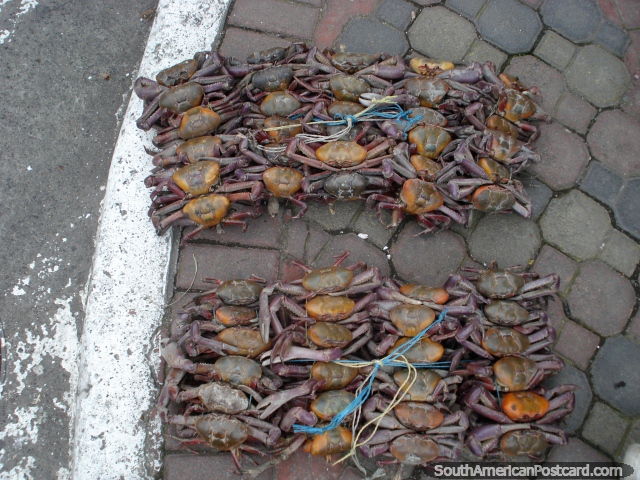 Uma fiança de caranguejos senta-se no pavimento em Banos. (640x480px). Equador, América do Sul.