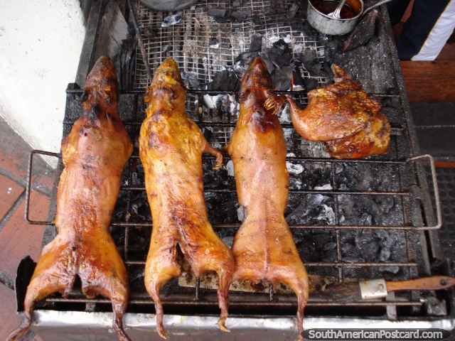 Tinha porcos de Guin de animais uma vez, comem eles aqui, Banos. (640x480px). Equador, Amrica do Sul.