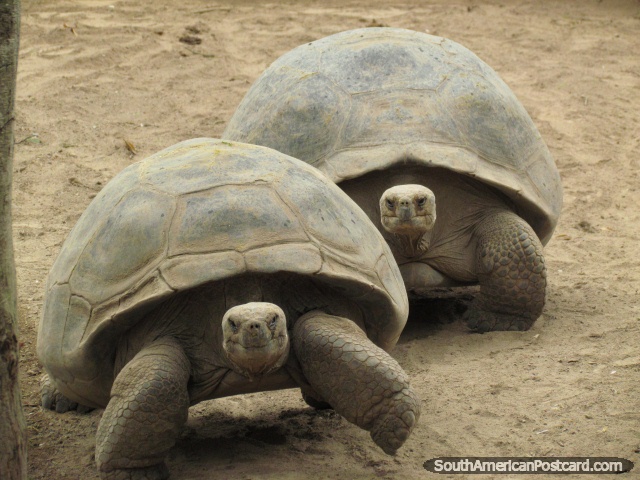 A pair of Galapagos Tortoises at Quito Zoo in Guayllabamba. (640x480px). Ecuador, South America.