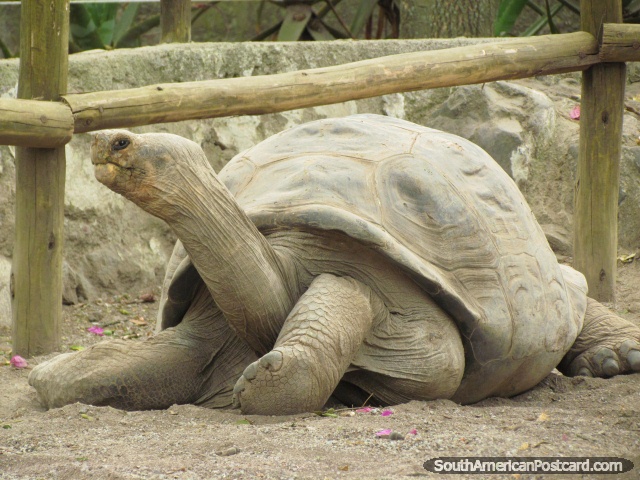 Quito Zoo in Guayllabamba has huge Galapagos Tortoises to see. (640x480px). Ecuador, South America.