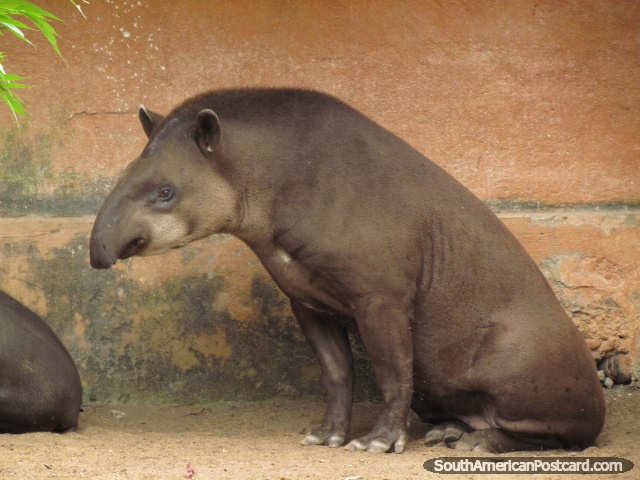 Un tapir de Amazonas en el Zooilógico de Quito en Guayllabamba. (640x480px). Ecuador, Sudamerica.