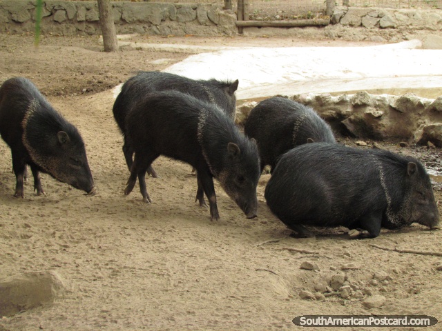 Pecaris agarrados, animais parecidos a um porco eriçados em Jardim zoológico de Quito. (640x480px). Equador, América do Sul.