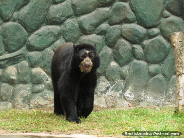 O urso preto chamou Oso de Anteojos no Jardim zoológico de Quito em Guayllabamba. (640x480px). Equador, América do Sul.