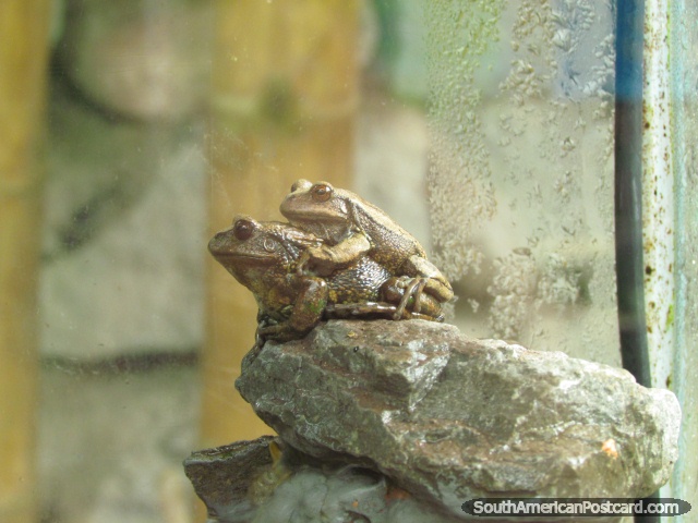 See frogs (ranas) at the frog sanctuary at Quito Zoo. (640x480px). Ecuador, South America.