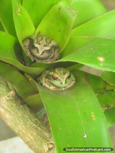 Frogs sitting on a plant at Quito Zoo in Guayllabamba. (480x640px). Ecuador, South America.